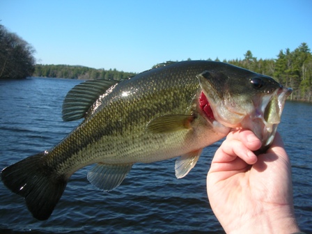 Megunticook Largemouth Bass